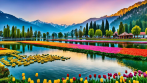 Tulip in Kashmir valley