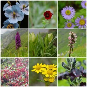 Collection of valley Flower