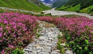 Valley of Flowers