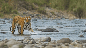 Jim Corbett.