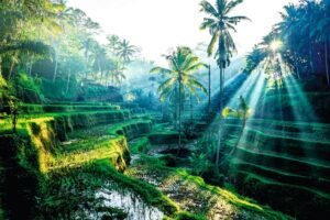 Bali in January with NGU Travel's