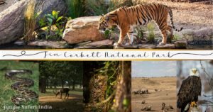 Visit Jim Corbett National Park.