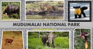 Mudumalai National Park